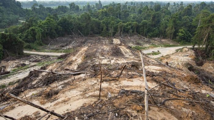 Deforestation due to plant palm oil plantations near Sandakan city, State of Sabah, North Borneo Island, Malaysia.